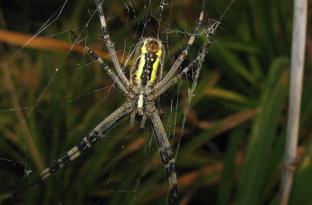 pest control in La Mesa CA | know one more incredible