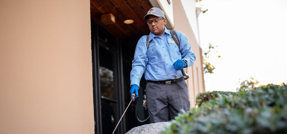 Pest Control Pacific Beach CA | incredible pest control