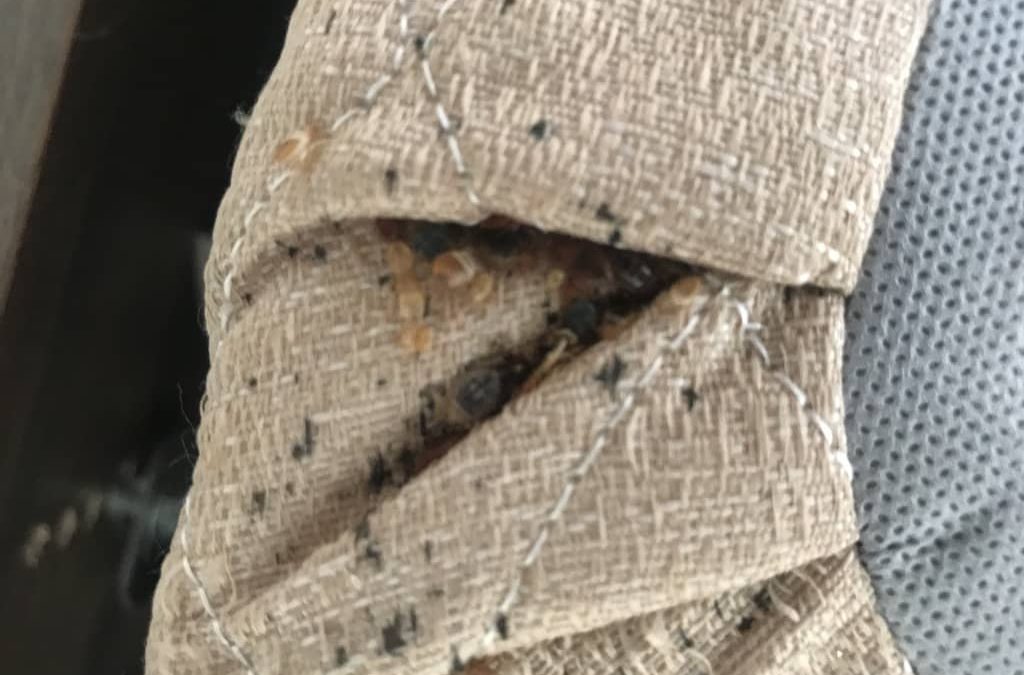 Pest Control La Mesa CA