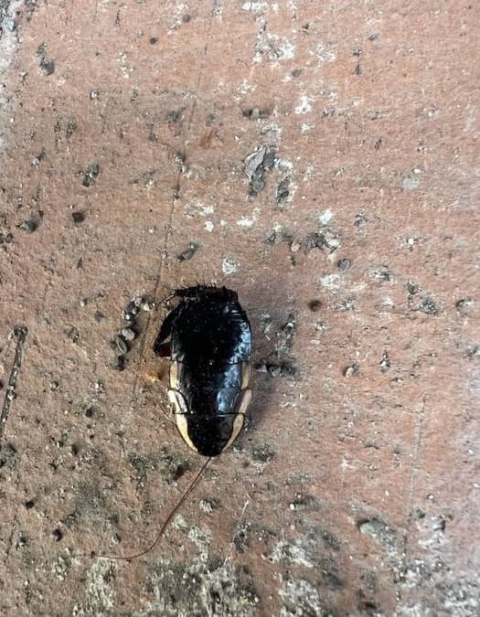 Pest Control La Mesa CA Near Me