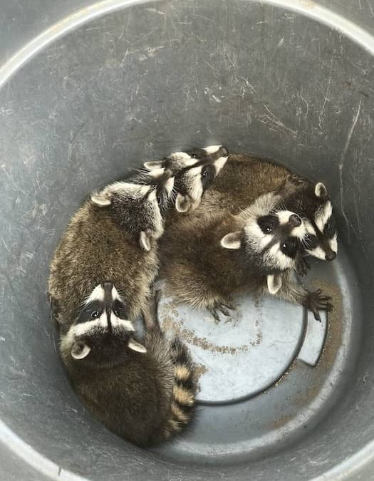 Pest Control Near Me Pacific Beach CA