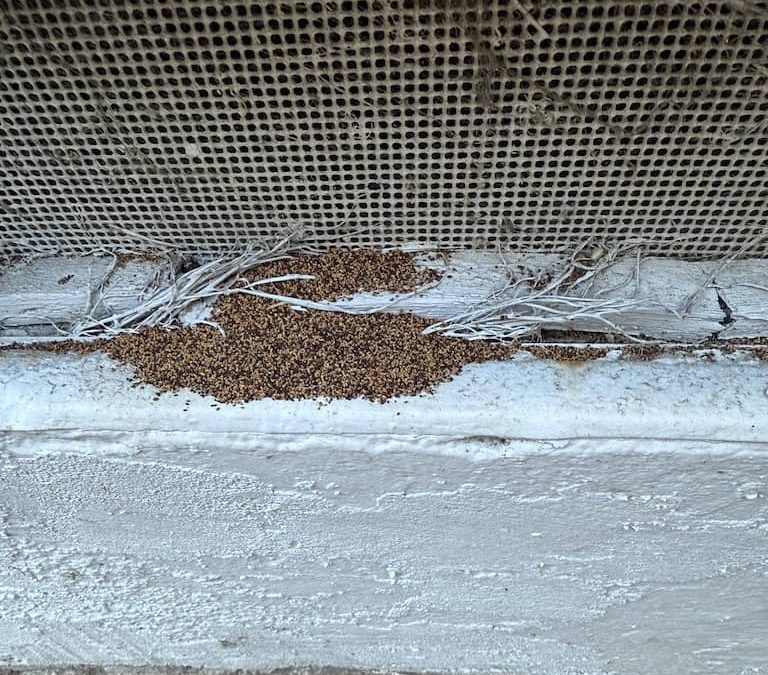 Pest Control Service La Jolla Ca Suncoast Pest Management Updates 11 10 2025 21