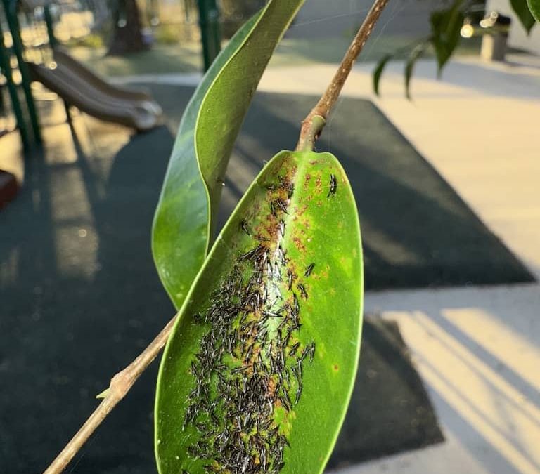 Pest control La Jolla CA | offering pest control services