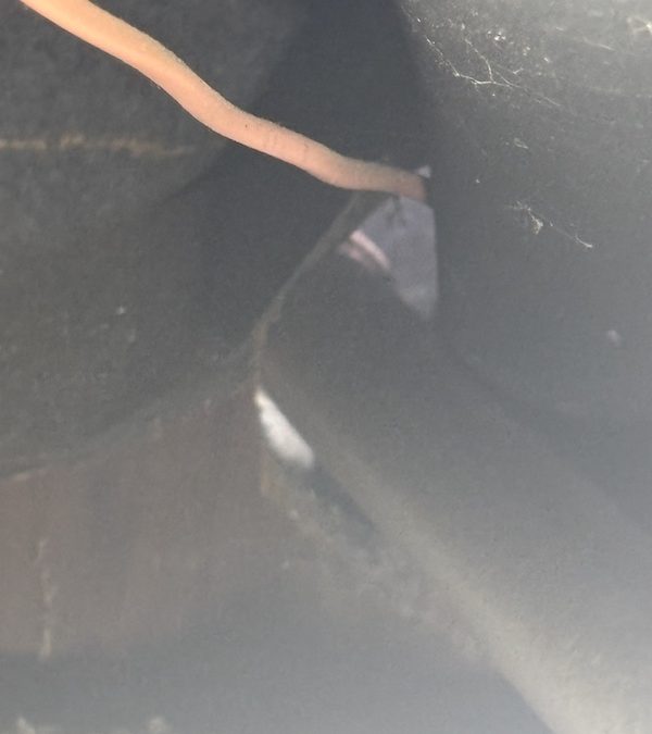 Pest Control Service La Jolla Ca Suncoast Pest Management Updates 11 24 2025 3