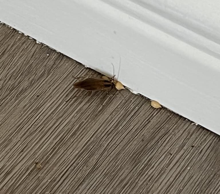 Pest control La Jolla CA | you can definitely check it out