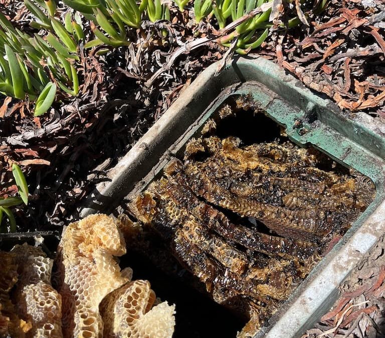 Pest Control Service La Jolla Ca Suncoast Pest Management Updates 4 12 2026 007