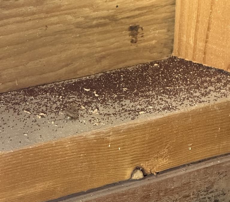 Pest Control Service La Jolla Ca Suncoast Pest Management Updates 4 12 2026 009