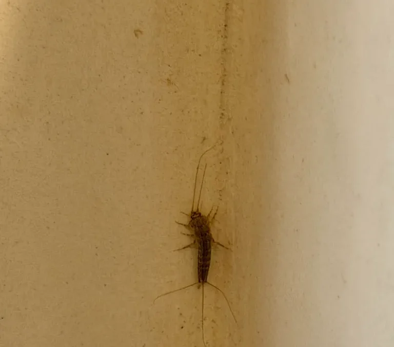 Pest Control Service La Jolla Ca Suncoast Pest Management Updates 6 22 2026 10