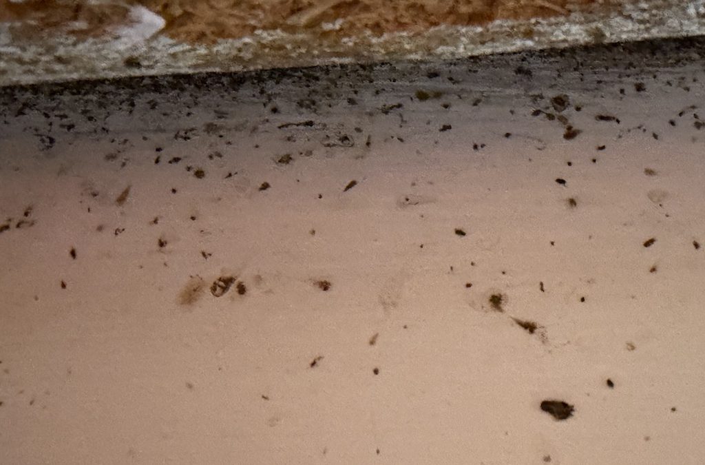 Pacific Beach CA Pest Control Service | choose us to get that Pest control now