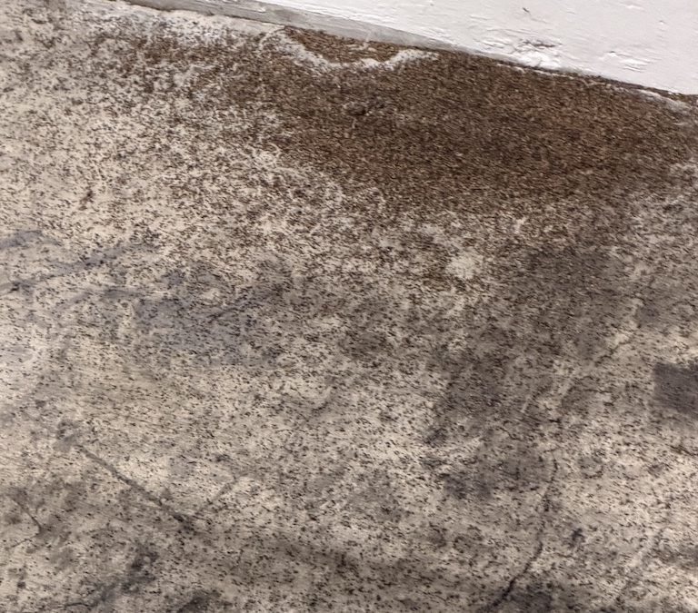 Pest Control Service Pacific Beach CA | Go ahead and make sure you get the rid of this pest