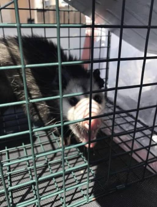 The Best Pest Control In La Jolla CA