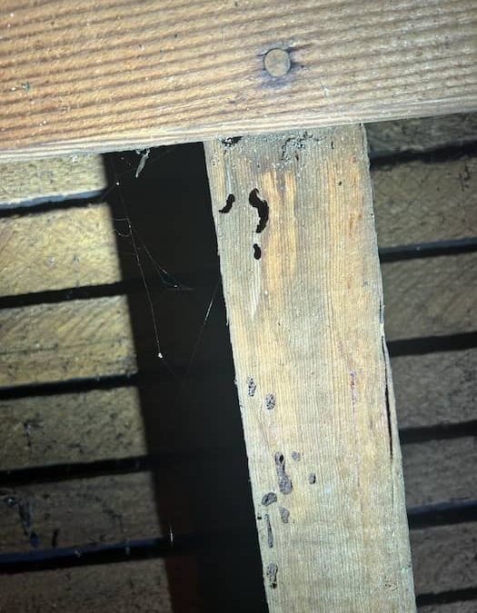 pest control in La Mesa CA | it’s completely fantastic