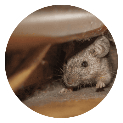 Pest Control La Jolla Ca Mid Circle Pest Management Subscriptions