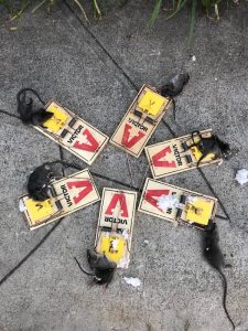 Pest Control La Jolla Ca Services 1