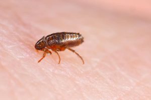 Pest Control La Jolla Ca Services 5