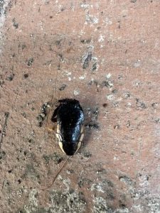 Pest Control La Jolla Ca Services 8