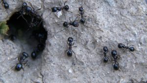 Pest Control La Jolla Ca Services 9