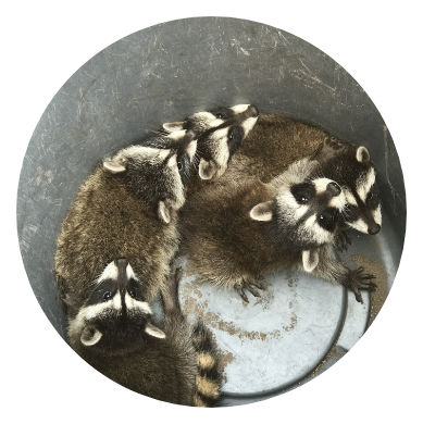 Pest Control La Jolla Ca Wildlife