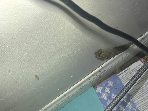 Pest Control Service La Jolla Ca Suncoast Pest Management Updates 1 5 2025 002