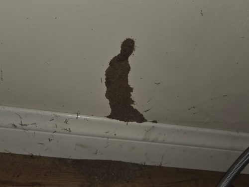 Pest Control Service La Jolla Ca Suncoast Pest Management Updates 1 5 2025 004