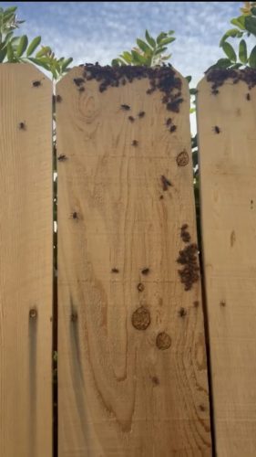 Pest Control Service La Jolla Ca Suncoast Pest Management Updates 1 5 2025 005