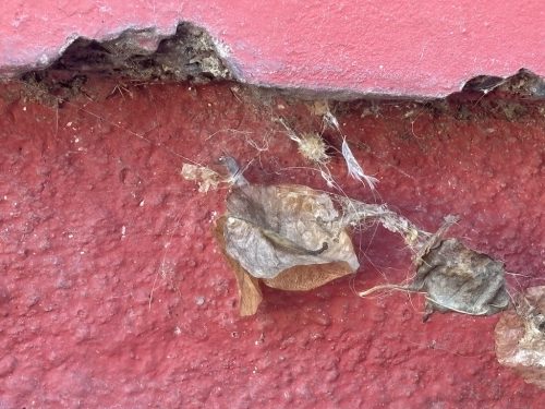 Pest Control Service La Jolla Ca Suncoast Pest Management Updates 10 27 2025 2