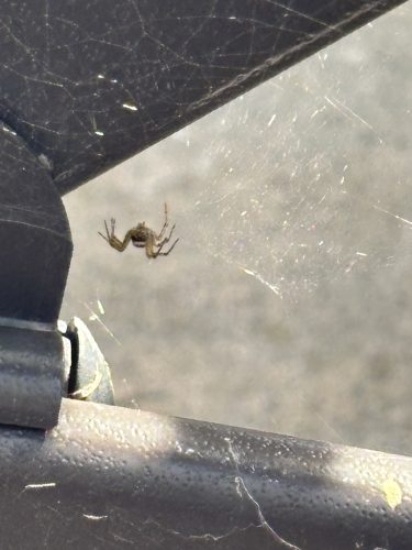 Pest Control Service La Jolla Ca Suncoast Pest Management Updates 10 27 2025 3