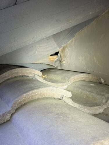 Pest Control Service La Jolla Ca Suncoast Pest Management Updates 11 10 2025 2