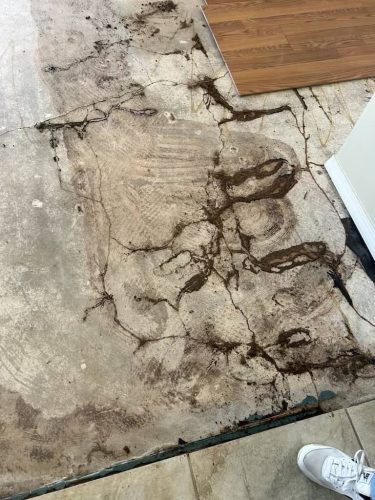 Pest Control Service La Jolla Ca Suncoast Pest Management Updates 11 10 2025 3