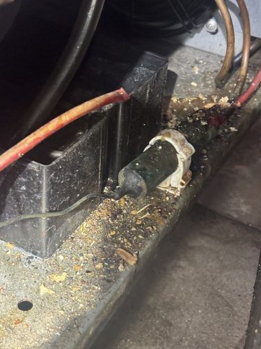 Pest Control Service La Jolla Ca Suncoast Pest Management Updates 11 17 2025 2