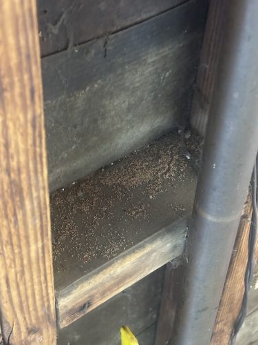 Pest Control Service La Jolla Ca Suncoast Pest Management Updates 11 17 2025 7