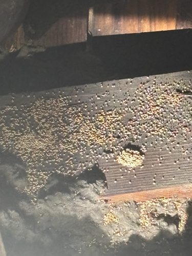 Pest Control Service La Jolla Ca Suncoast Pest Management Updates 11 24 2025 2