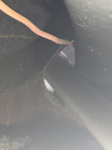 Pest Control Service La Jolla Ca Suncoast Pest Management Updates 11 24 2025 3