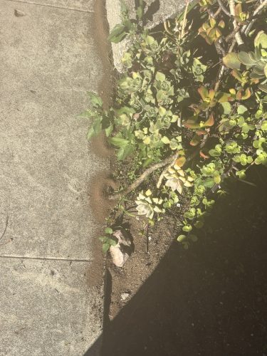 Pest Control Service La Jolla Ca Suncoast Pest Management Updates 12 15 2025 3