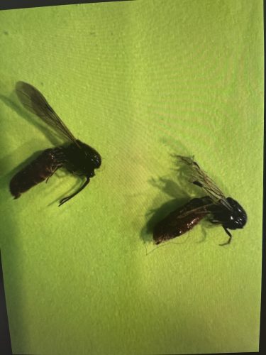 Pest Control Service La Jolla Ca Suncoast Pest Management Updates 12 8 2025 1