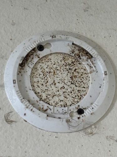 Pest Control Service La Jolla Ca Suncoast Pest Management Updates 4 12 2026 002
