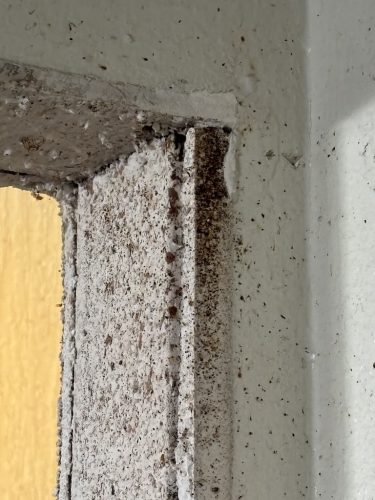 Pest Control Service La Jolla Ca Suncoast Pest Management Updates 4 12 2026 003