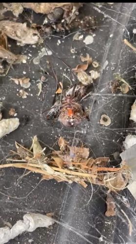 Pest Control Service La Jolla Ca Suncoast Pest Management Updates 4 12 2026 004
