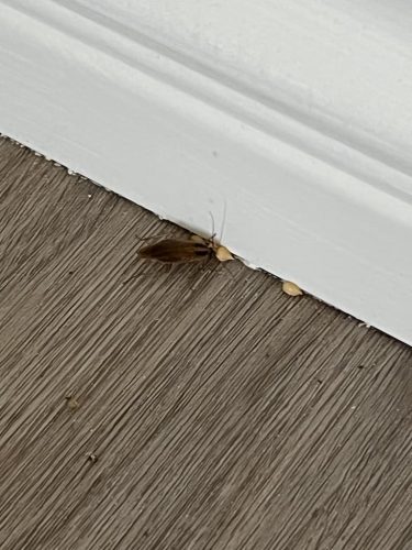 Pest Control Service La Jolla Ca Suncoast Pest Management Updates 4 12 2026 005