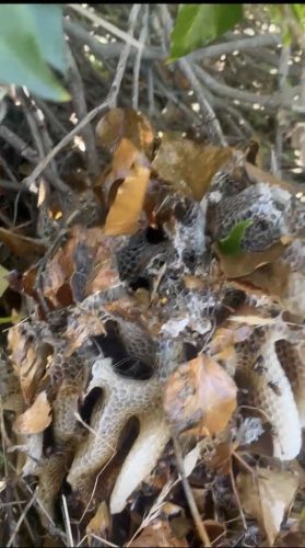 Pest Control Service La Jolla Ca Suncoast Pest Management Updates 4 12 2026 006