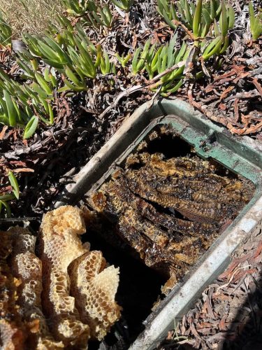 Pest Control Service La Jolla Ca Suncoast Pest Management Updates 4 12 2026 007