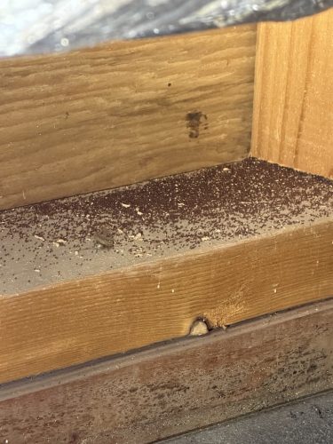 Pest Control Service La Jolla Ca Suncoast Pest Management Updates 4 12 2026 009