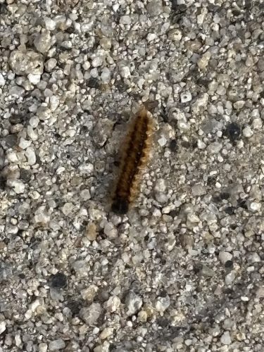 Pest Control Service La Jolla Ca Suncoast Pest Management Updates 4 6 2026 002
