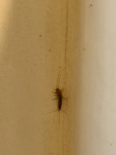 Pest Control Service La Jolla Ca Suncoast Pest Management Updates 6 22 2026 10