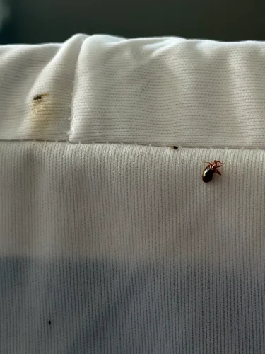 Pest Control Service La Jolla Ca Suncoast Pest Management Updates 6 22 2026 4
