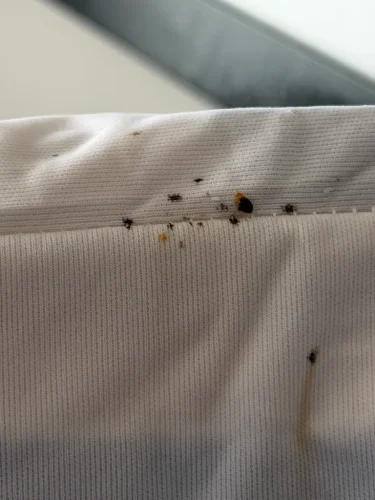 Pest Control Service La Jolla Ca Suncoast Pest Management Updates 6 22 2026 5
