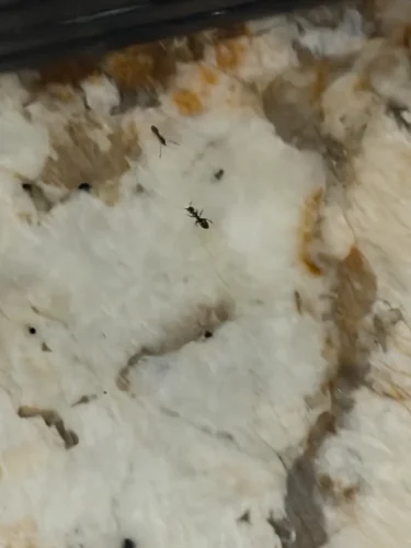 Pest Control Service La Jolla Ca Suncoast Pest Management Updates 6 22 2026 7