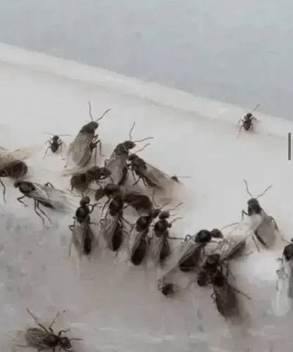 Pest Control Service La Jolla Ca Suncoast Pest Management Updates 6 22 2026 8