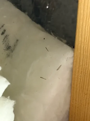 Pest Control Service La Jolla Ca Suncoast Pest Management Updates 6 22 2026 9