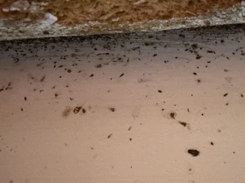 Pest Control Service Pacific Beach San Diego Ca Suncoast Pest Management Updates 9 28 2026 1